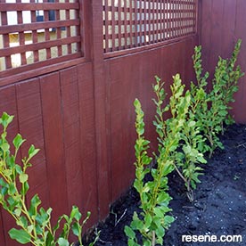 Make a fence and trellis