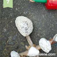 Step 3 how to make a beach-style christmas tree table decoration