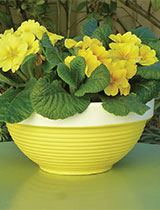 Create tin can plant pots to hang on your fence