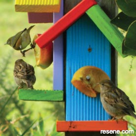 Feed the birds