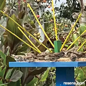 A bird perch and feeding table