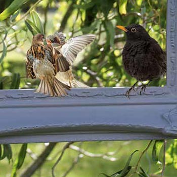 Birds in the feeder