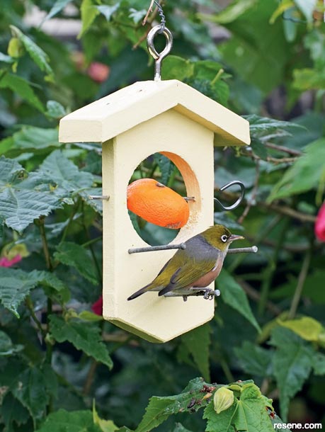 How to make a bird feeder