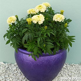 Metallic plant pot