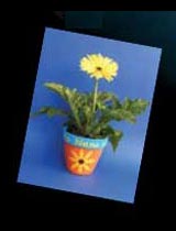 Create this gift pot
