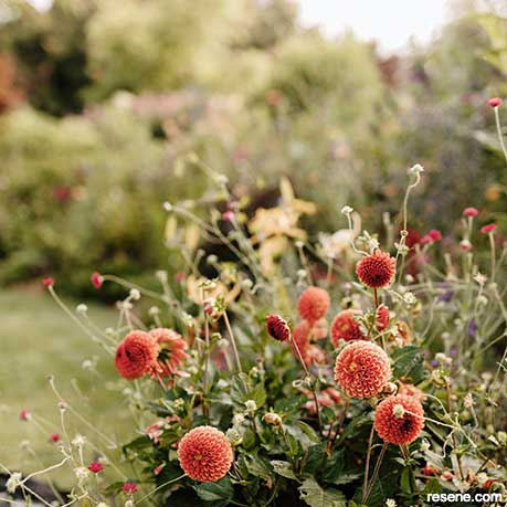Vivid dahlias are a colour feature!