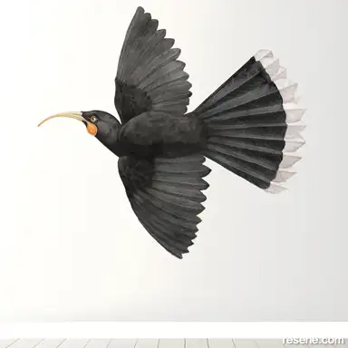 Flying Huia 