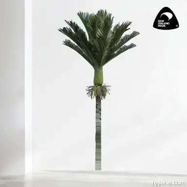 Nikau Palm