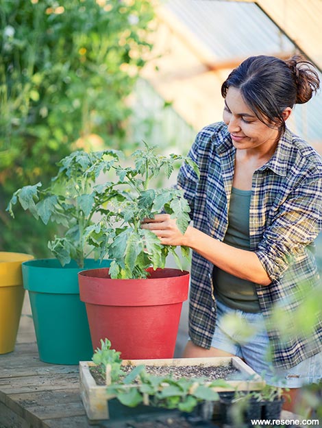 Plant seeds