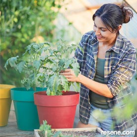 Colourful plant pot gifts