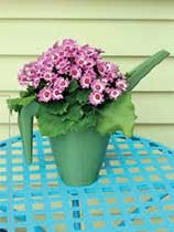 Plastic water jug planter