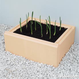 Mini garlic bed