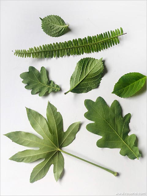 A-Collect leaves